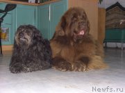 Превью фото № 136475