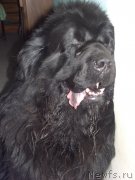 Превью фото № 136480