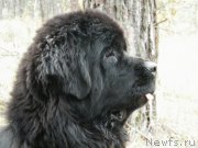 Превью фото № 136489