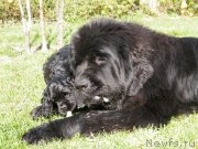 Превью фото № 136492