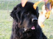 Превью фото № 136493