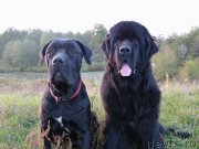 Превью фото № 136495