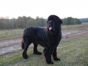 Превью фото № 136496