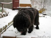 Превью фото № 136497