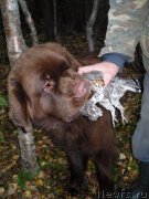 Превью фото № 136515