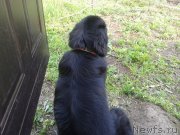 Превью фото № 136520