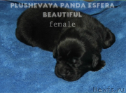 Превью фото № 136524