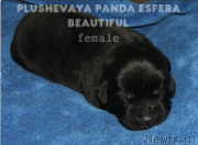 Превью фото № 136525