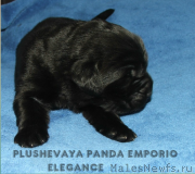 Превью фото № 136526