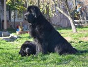 Превью фото № 136535