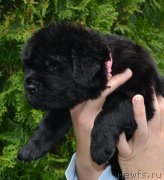 Превью фото № 136566