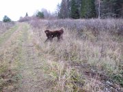 Превью фото № 136613