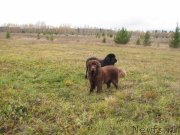 Превью фото № 136615