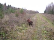 Превью фото № 136617