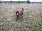 Превью фото № 136618