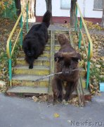 Превью фото № 136638