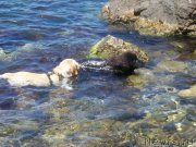 Превью фото № 136639