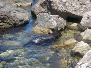 Превью фото № 136640