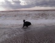 Превью фото № 136671