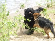 Превью фото № 136676