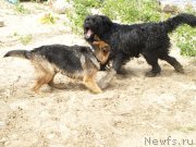 Превью фото № 136677