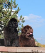 Превью фото № 136678