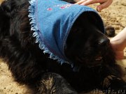 Превью фото № 136679