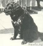 Превью фото № 1367