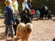 Превью фото № 136711