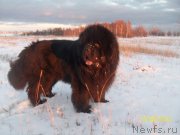 Превью фото № 136763