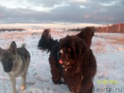 Превью фото № 136765