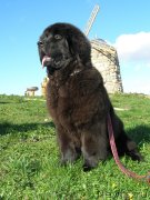 Превью фото № 136843