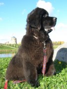 Превью фото № 136846