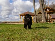 Превью фото № 136850