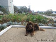 Превью фото № 136867