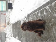 Превью фото № 136875