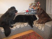 Превью фото № 136878