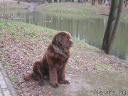 Превью фото № 136883