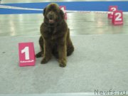 Превью фото № 136890