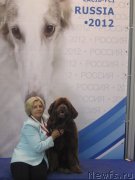 Превью фото № 136892