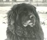 Превью фото № 1369