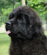 Превью фото № 136984