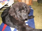 Превью фото № 136997