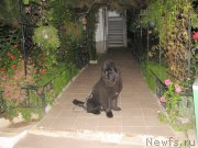 Превью фото № 137003