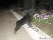 Превью фото № 137006