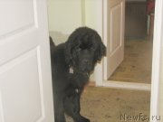 Превью фото № 137008