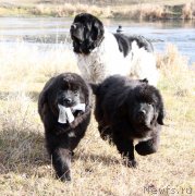 Превью фото № 137028