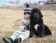 Превью фото № 137034