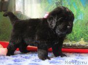 Превью фото № 137054