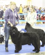 Превью фото № 137173